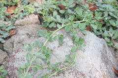 Heliotropium ovalifolium